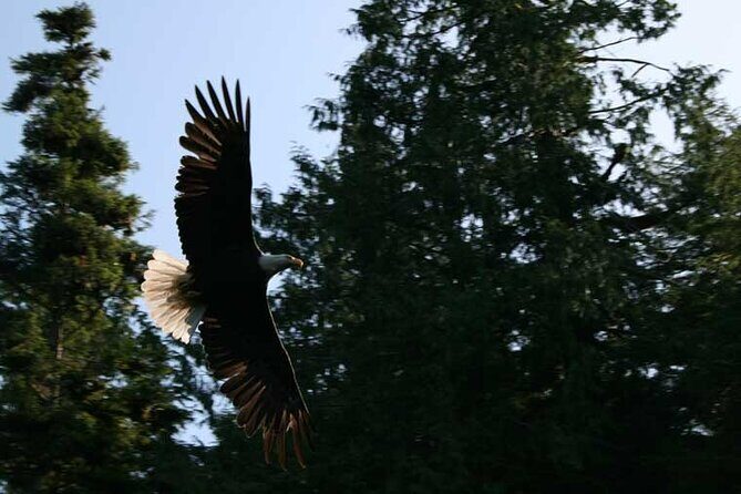 Traitors Cove Bear Viewing in Ketchikan, Alaska - The Experience Beyond the Wildlife