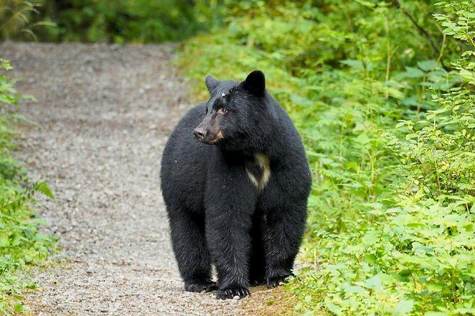 Traitors Cove Bear Viewing - Why This Tour Is Worth It