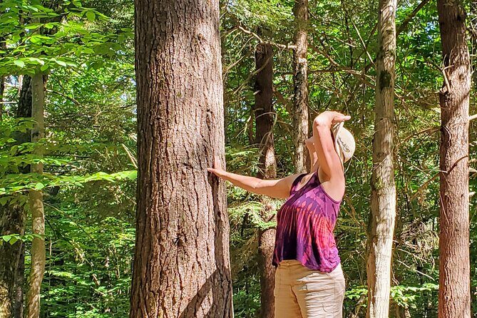 Transformative Forest Escape: A Mindful Journey for Inner Calm - The Value of the Experience