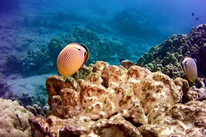 Tropical Reef & Wildlife Boat Snorkel Adventure - The Value of This Tour