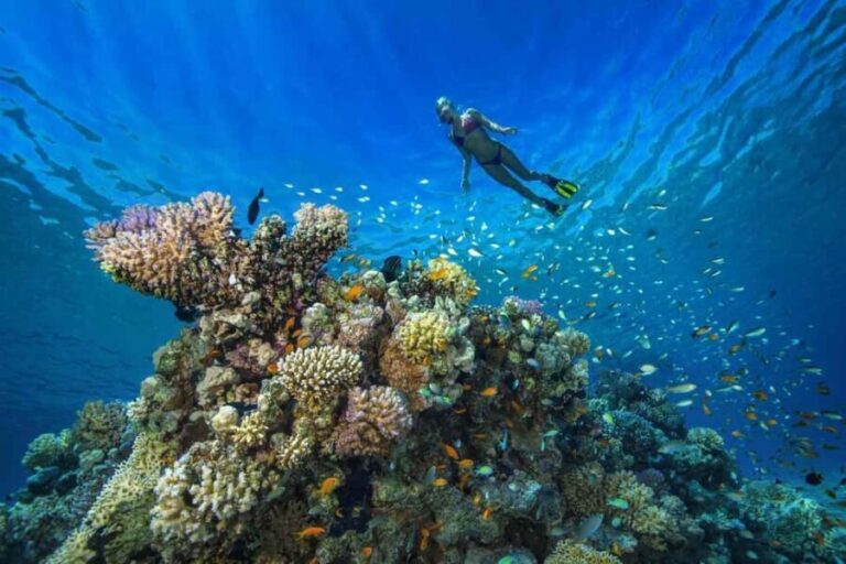 Try Dive for first time in fujairah - The Marine Environment in Fujairah