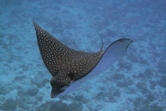 Try dive in Cozumel island - Final Thoughts