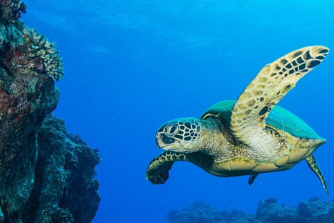 Try Scuba Diving on Kauai with Sea Turtles - Final Thoughts: Is This the Right Experience for You?