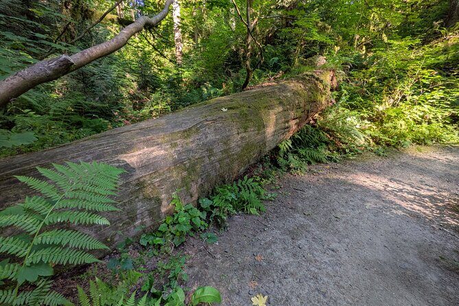 Tryon Creek Eco-tour With a Master Naturalist - Why This Tour Is Worth Considering