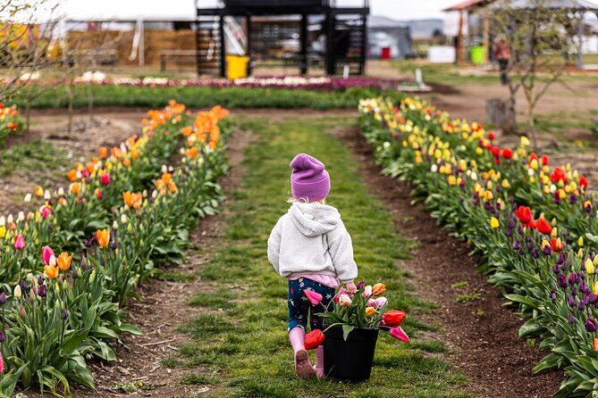 Tulip Valley Farms U Pick Experience - The Itinerary in Detail
