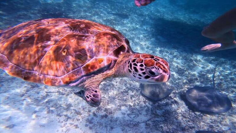 Tulum: 2-Hour Snorkeling in Two Spots of Tulum's Reef - What to Expect from Your Snorkeling Adventure