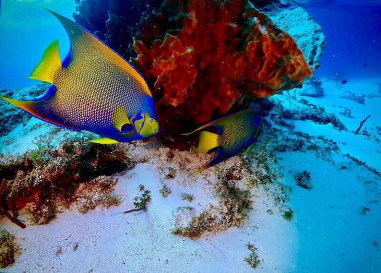 Tulum: 2 Tank Reef Diving - The Itinerary in Detail