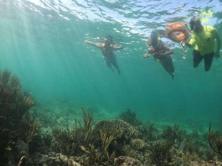 Tulum: 3 hour Snorkel & sailing experience - The Experience: Pros and Cons