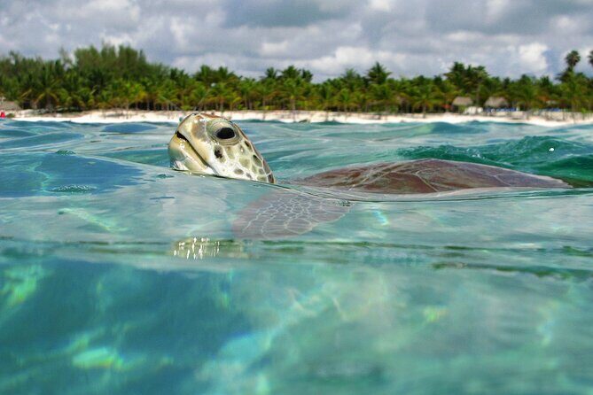 Tulum Adventure Ruins & swim in Akumal Beach & Cenote from Cancun - FAQ