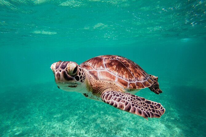 Tulum & Akumal: Swim with Turtles from Riviera Maya - Practical Details and Considerations