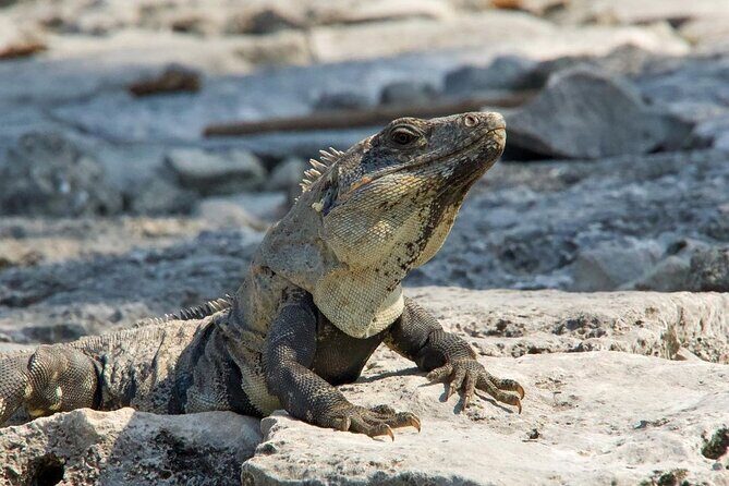 Tulum, Coba ruins and The Cenote 6 hours Private Tour - Starting at Tulum: The Cliffside Fortress
