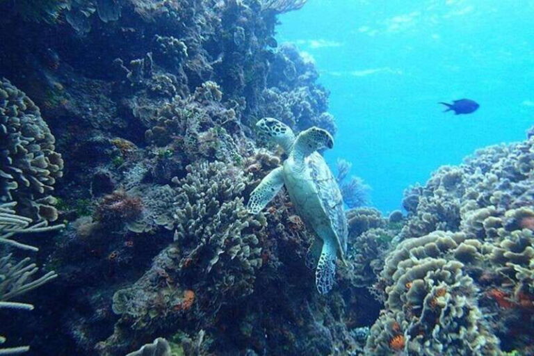 Tulum: Cozumel Cielo Snorkel Adventure from Cancun - Why It’s a Great Choice