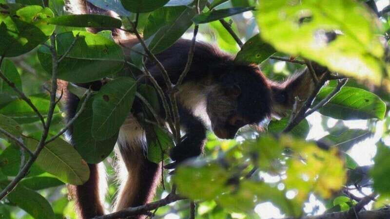 Tulum: Monkey Sanctuary Adventure - Who Will Love This Tour?