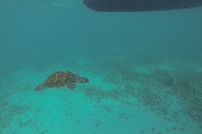 Tulum Private Boat Tour & Turtle Snorkeling Experience - Why This Tour Delivers Real Value