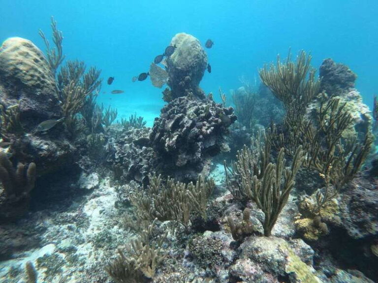 Tulum: Private Snorkel and Sailing Experience - What Makes This Tour Stand Out