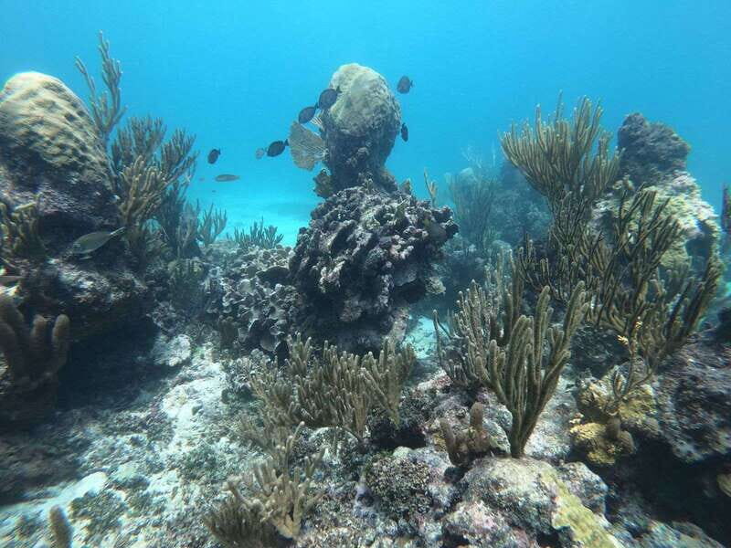 Tulum: Private Snorkel and Sailing Experience - What Makes This Tour Stand Out