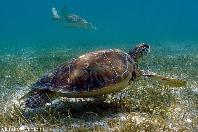 Tulum Ruins, Akumal Turtles Swim & Visit to Cenote from Cancún & Riviera Maya - Practical Details and Tips for Travelers