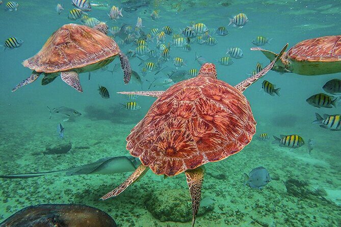 Tulum, Snorkeling with Sea Turtles, Cenote and Beachside Lunch - Authentic Insights from Travelers