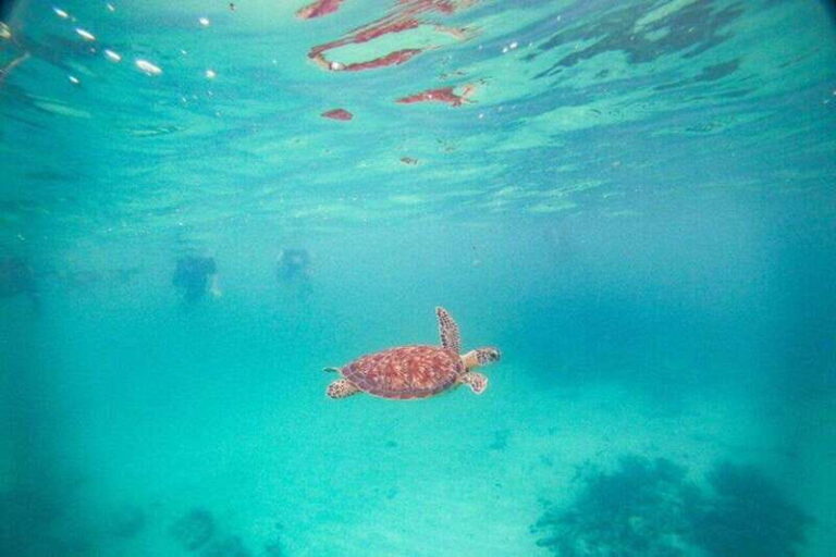 Tulum: Turtle Sighting at Akumal! Undergound Cenote - Final Thoughts