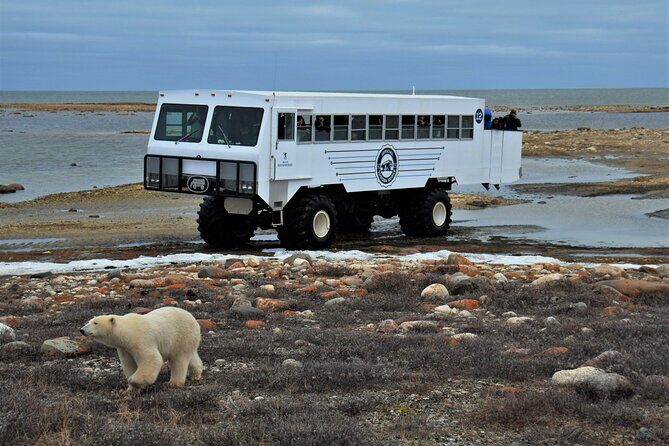 Tundra Buggy Autumn Day Tours - Who Should Consider This Tour?