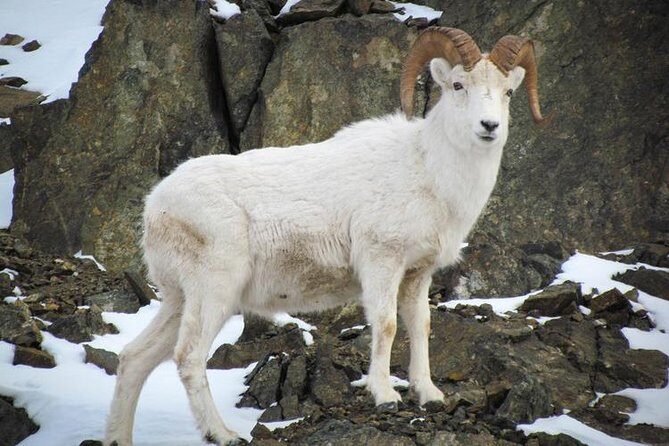 Turnagain Arm Tour - Why This Tour Works Well for Travelers