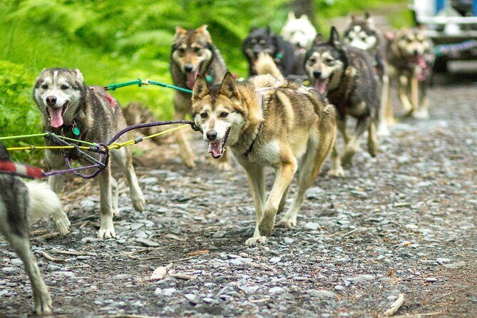 Turning Heads Kennel Dogsledding Experience & Tour - The Sled Ride: Summer Mushing