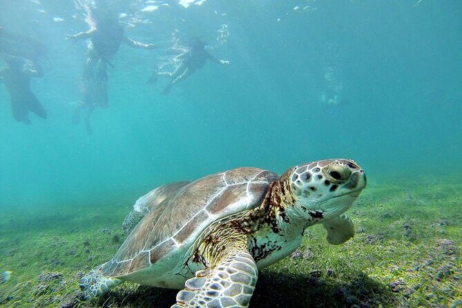 Turtle Akumal Adventure! + Tulum Ruins From Cancun & Playa Del Carmen - The Sum Up