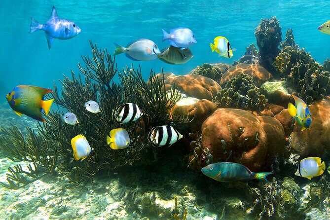 Turtle and Reef Sanctuary Snorkeling - What’s Included & What You Need to Know