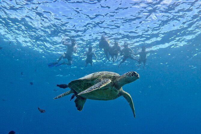 Turtle Canyon Snorkel Adventure in Waikiki - Who This Tour Is Best For