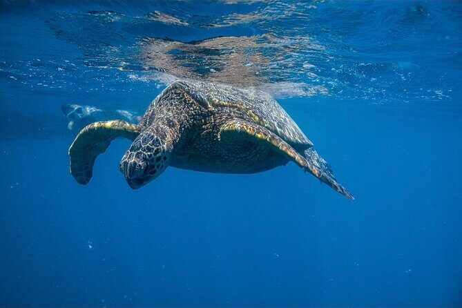Turtle Canyon Snorkel from Waikiki: Turtles Guaranteed - Who Will Love This Tour?