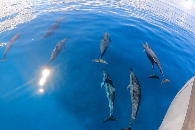 Turtle Canyon Snorkel: Semi Private Boat Tour - The Sum Up