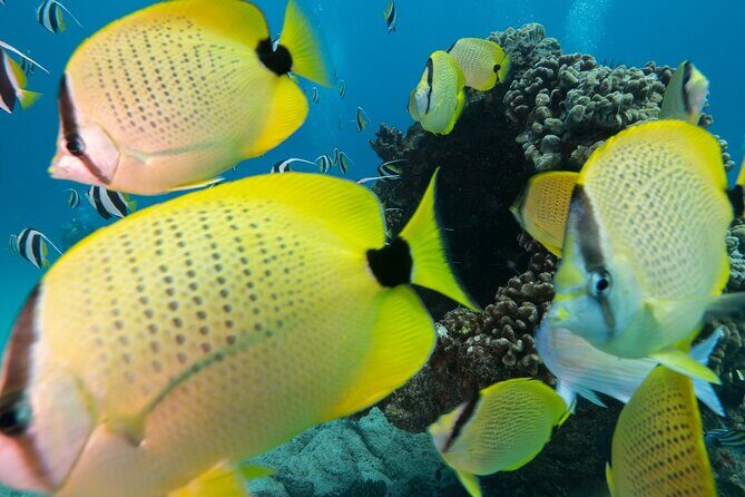 Turtle Canyon Waikiki Snorkel Adventure - The Sites: Turtle Canyon and Beyond