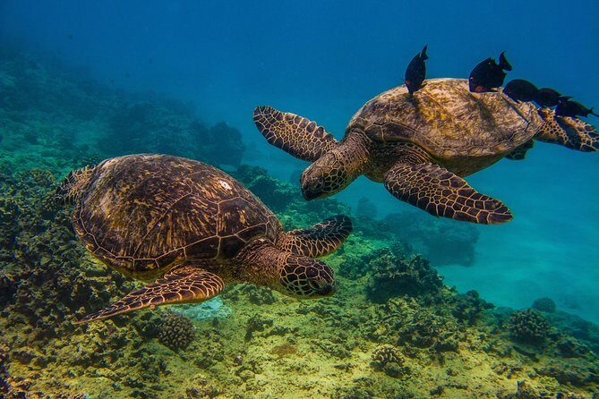 Turtle Canyons Snorkel Excursion from Waikiki, Hawaii - A Deep Dive into the Tour Experience