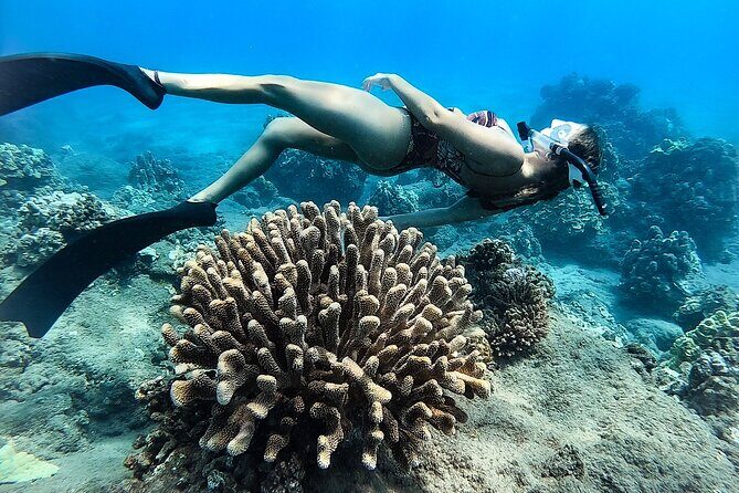 Turtle Gardens West Maui Snorkel Tour - Who Will Love the Turtle Gardens Snorkel Tour?