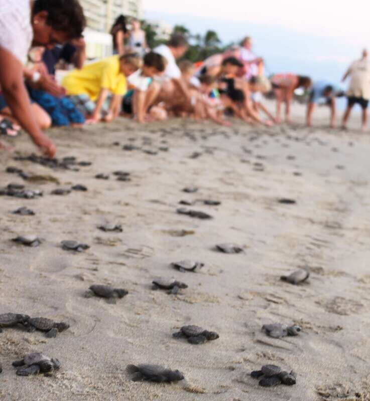 *Turtle Hatching + 3 Palos Lagoon Boat Ride & Crocs Farm - Key Points