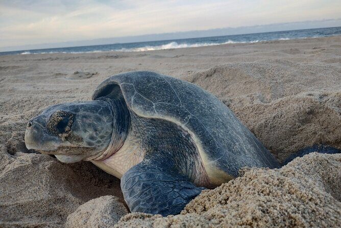 Turtle Night Patrol a Conservation Adventure in Los Cabos - Authenticity and Value