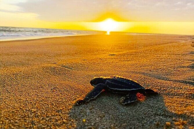 Turtle Release and Bioluminescence - Who Would Love This Tour?