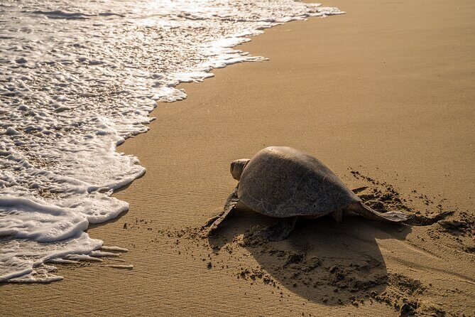 Turtle Release Escobilla Sanctuary and crocs in Ventanilla. - Why This Tour Works for Travelers