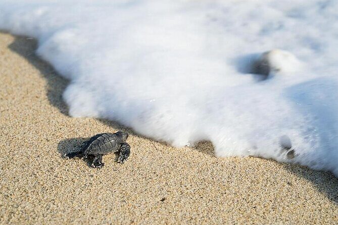 Turtle Release Playa Blanca - Authentic Experiences and Genuine Reviews