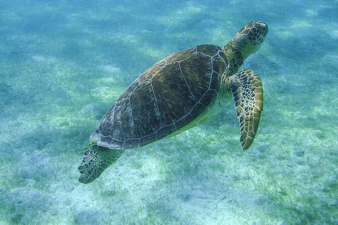 Turtle Snorkeling Adventure from Cancun - An In-Depth Look at the Tour Experience