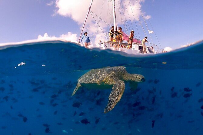 Turtle Snorkeling Boat Tour and Adventure in Waikiki - The Itinerary in Detail