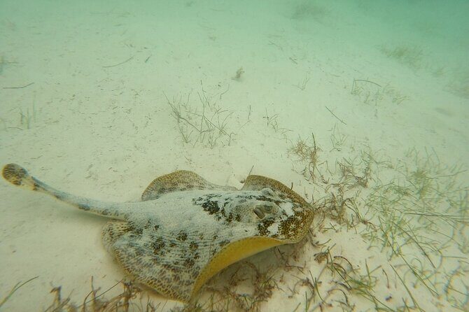 Turtle Snorkeling in Akumal - Why This Tour Offers Good Value