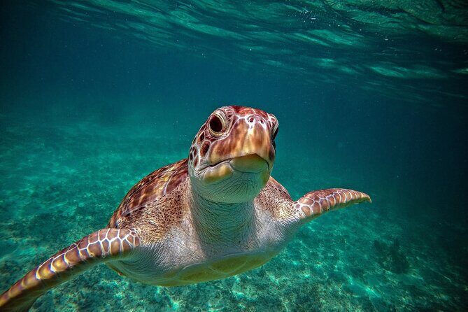 Turtle Snorkeling Jungle Adventure + Zipline and Rappel in Cenote - Why This Tour Offers Good Value