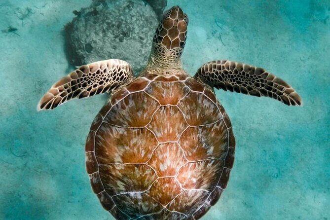 Turtle Swim, Lunch and Underground Cenote Private Tour - Who Is This Tour Best For?
