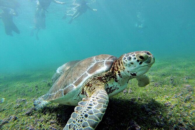 Turtle Swim & Tulum Ruins! Round Transportation from Playa del Carmen - Authentic Feedback and What It Means for You