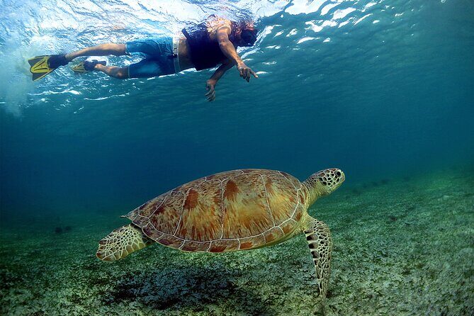 Turtles and Cenote Snorkeling Activity from Tulum - Authenticity and Experience Value