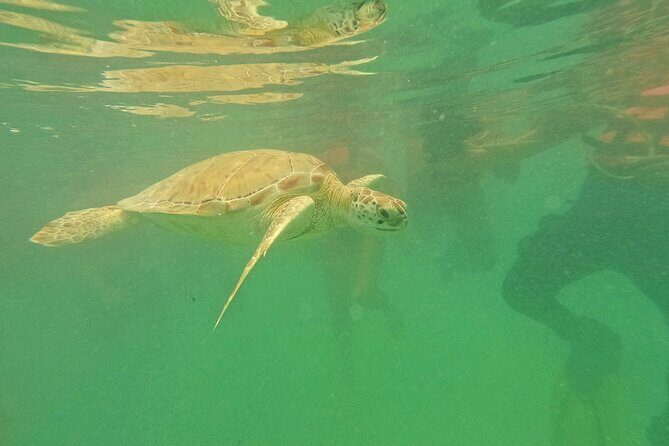 Turtles Encounter Akumal! Small group from Playa del Carmen - Practical Details and What You’ll Experience