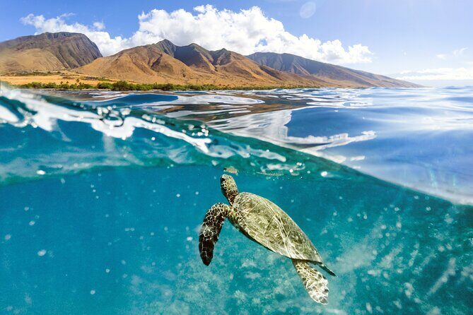 Turtles & Tacos Luxury Catamaran Snorkel - Who Should Book This Tour?