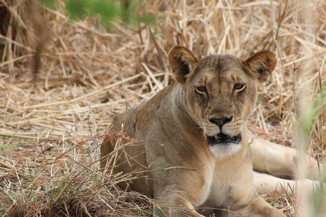 Two Days Safari by Train - The Experience: What Travelers Are Saying