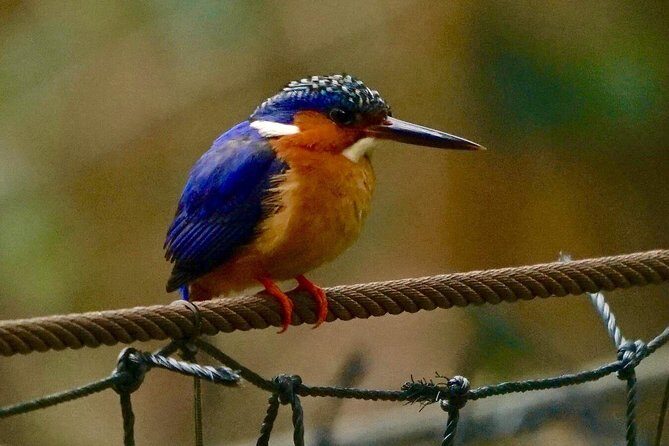 Two days tour to Andasibe NP - Why This Tour Offers Great Value